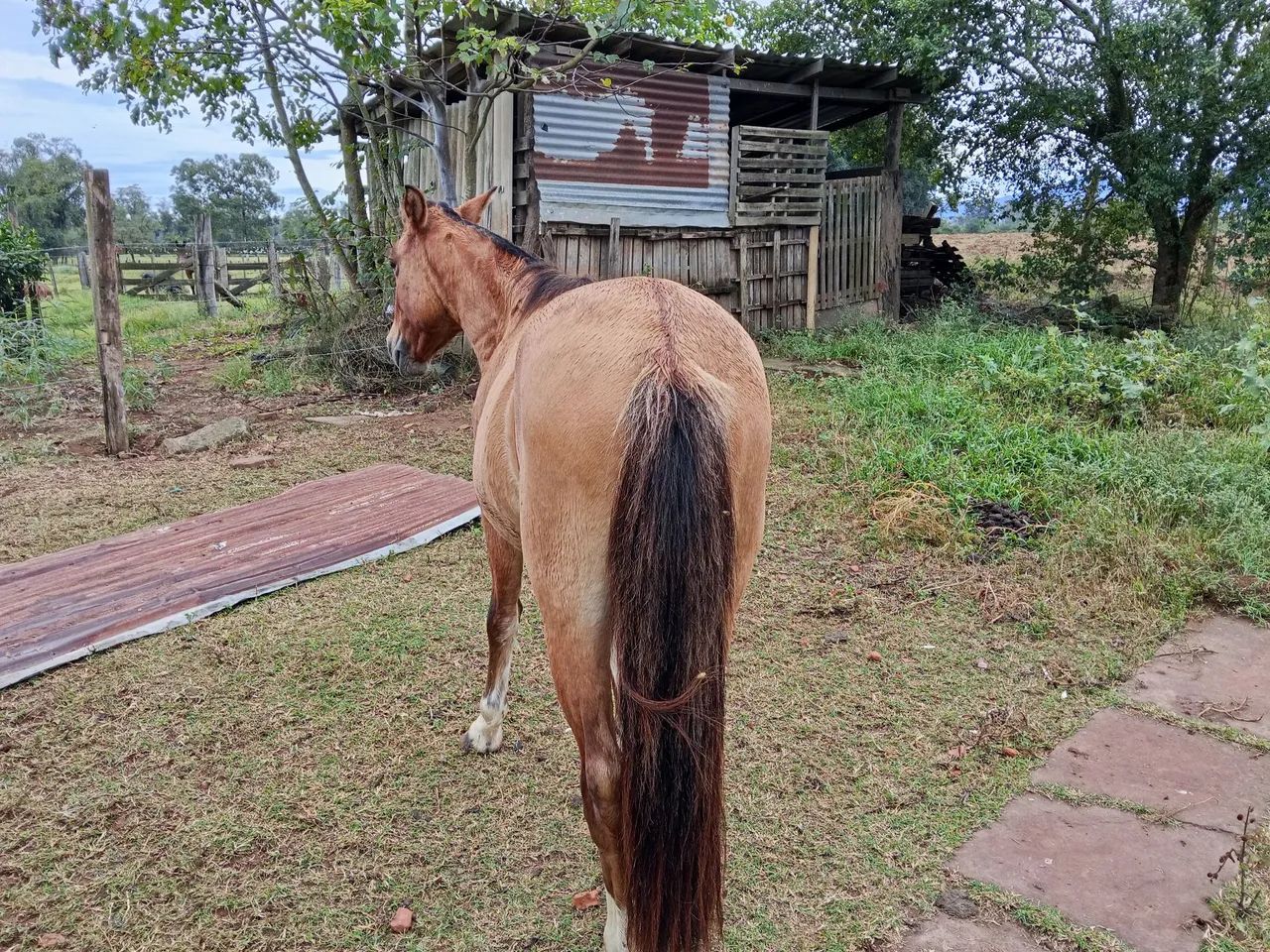 Potro petiço - Foto 5