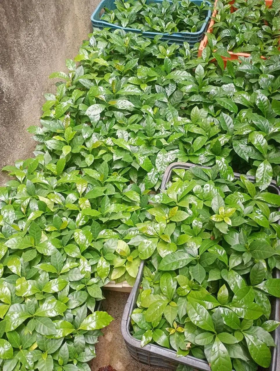 Vendo 500 mudas de café Catuaí.  - Foto 2