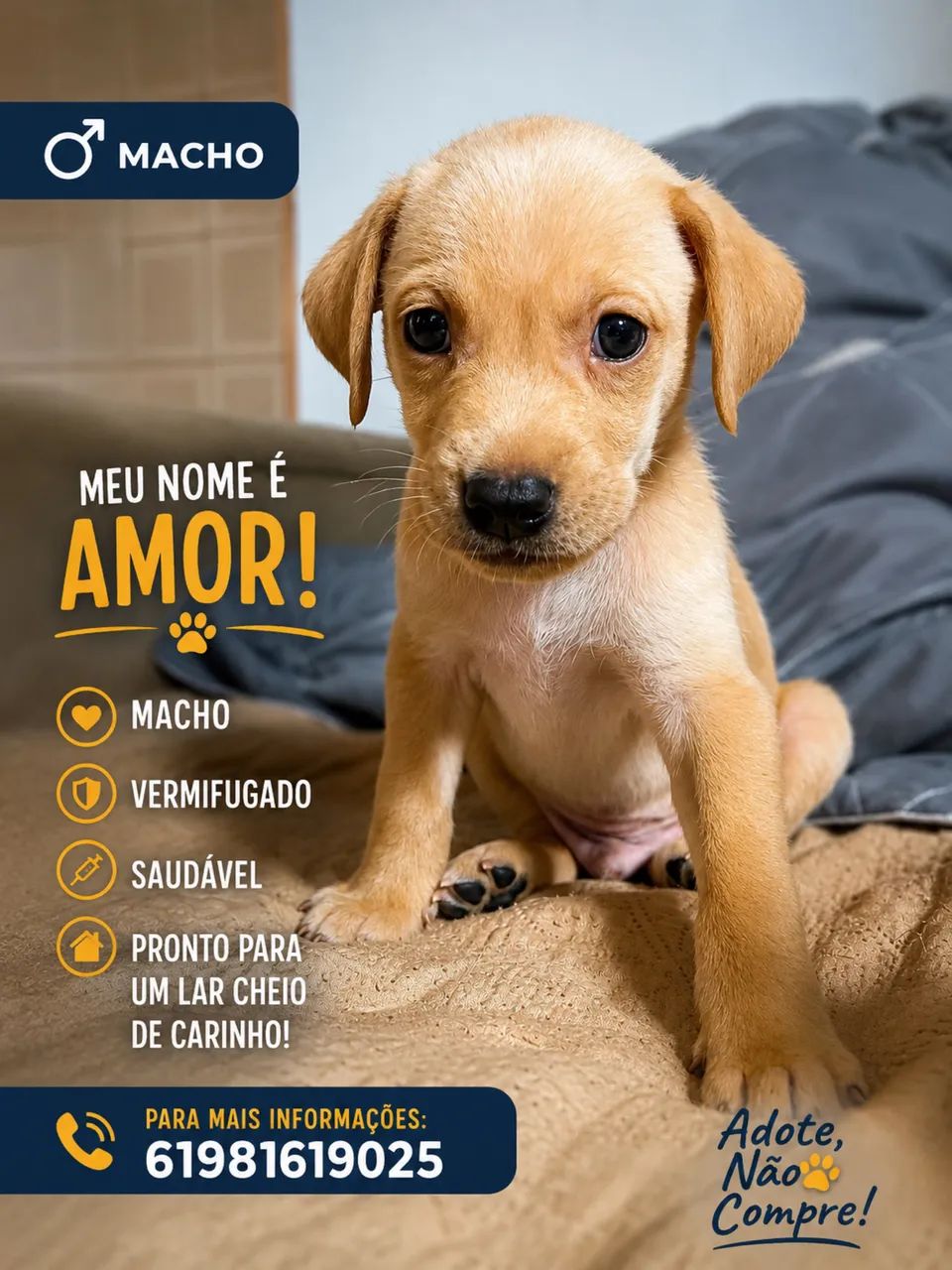 Filhotes para doar - Foto 5