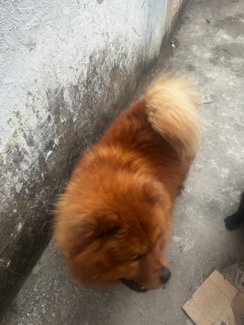 Chow chow doação  - Foto 3