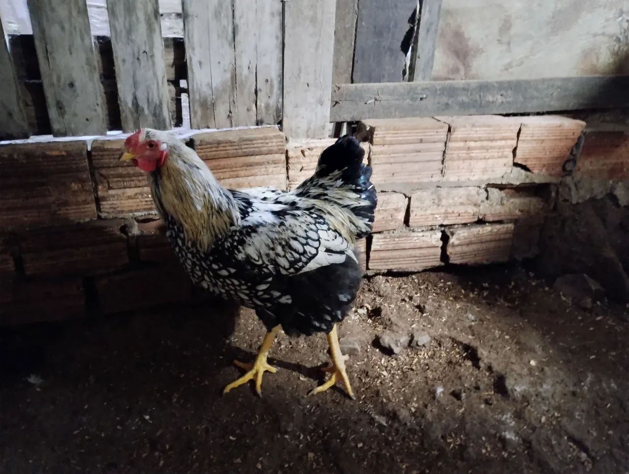 Galo