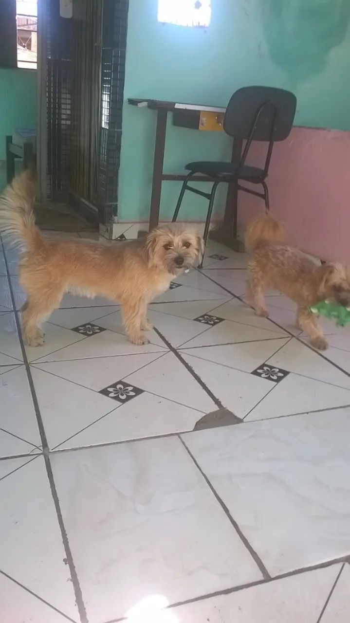 Doação (Kiara)