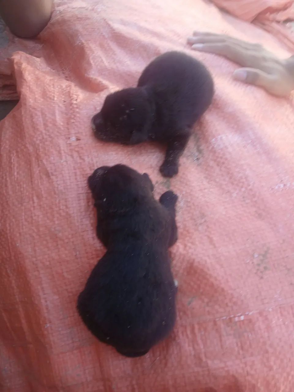 Doando 2 cachorrinhos - Foto 2
