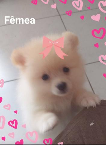 Fêmea creme