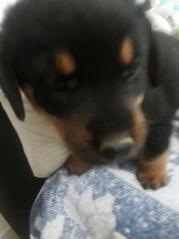 Rottweiler - Foto 2