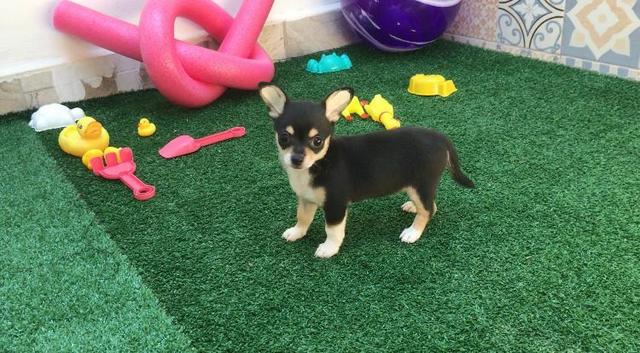 Chihuahua pelo curto