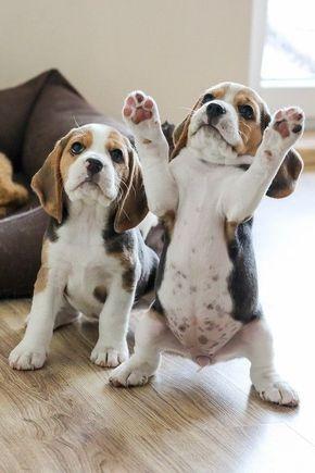 Beagle Filhotinhos a pronta entrega! Ligue ou mande Wpp (11)9.6842.5101 - Foto 2