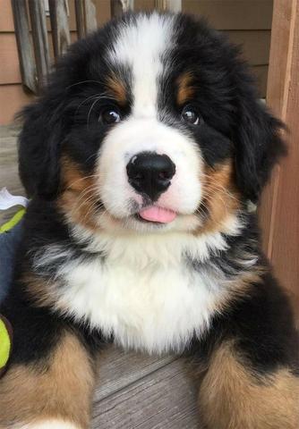 Bernese Filhotinhos a pronta entrega - Foto 2