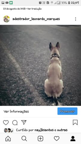 Adestrador de caes - Foto 6