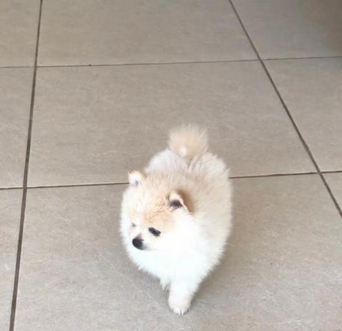 Spitz Alemão (Lulu da Pomerania) - Foto 3