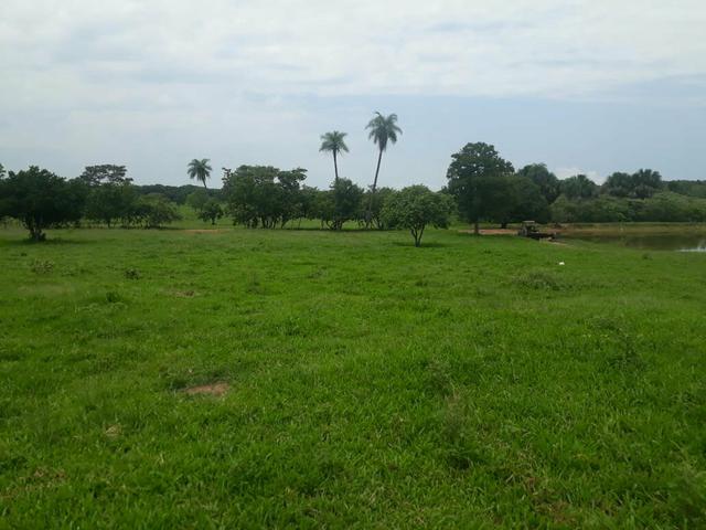 Fazenda 76 alqueires Município de Gurupi-TO - Foto 5