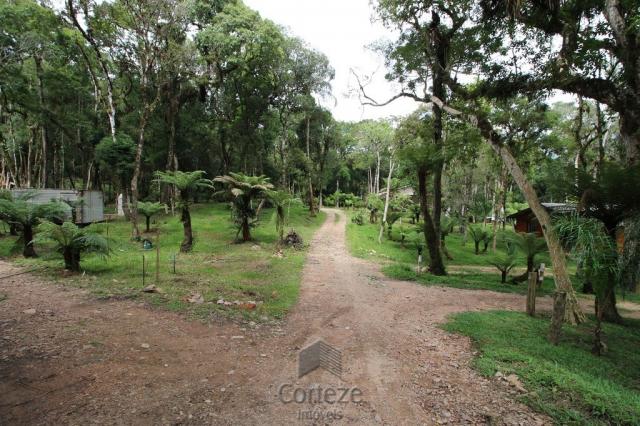 Terreno rural com 4.000 m² no Borda do Campo - Foto 3