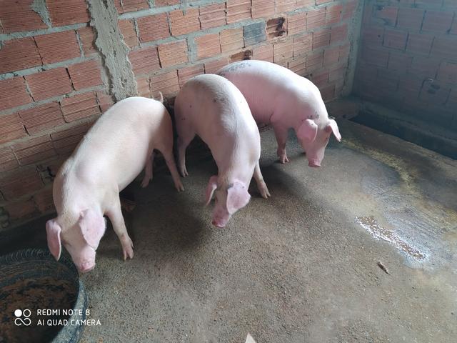 Porcos caipira e de raça e Carneiros bodes - Foto 2