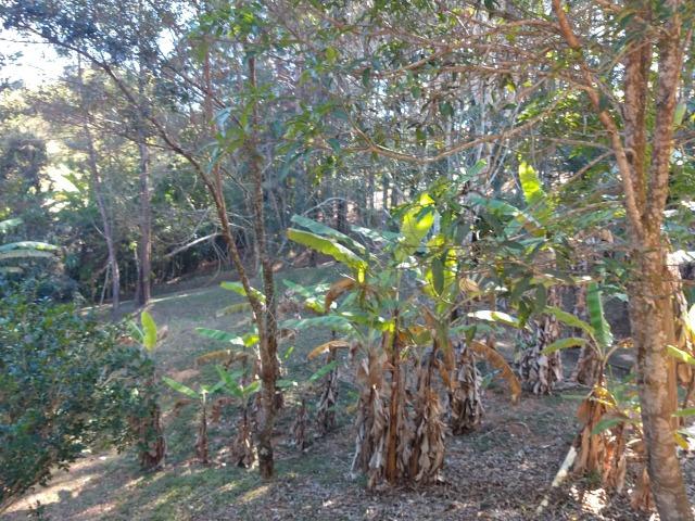 Sitio com aptidao para Pousada/Hospedagem - Foto 8