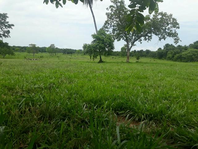 Fazenda 76 alqueires Município de Gurupi-TO - Foto 6