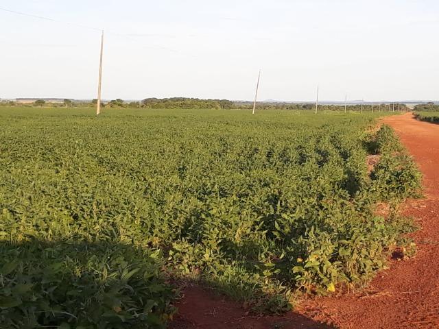 Fazenda 3300 hectares - Foto 4