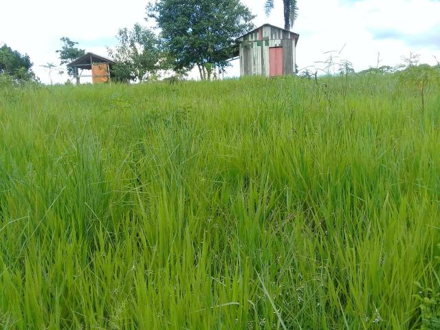 Chácara 7 hectares