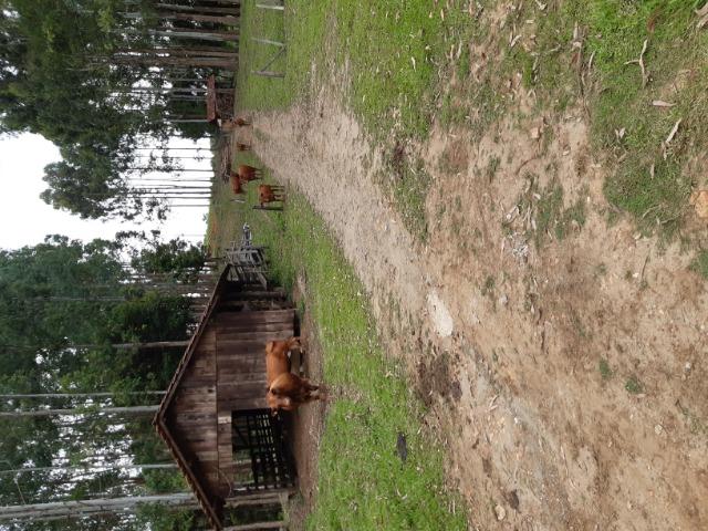Touro red angus adulto - Foto 4