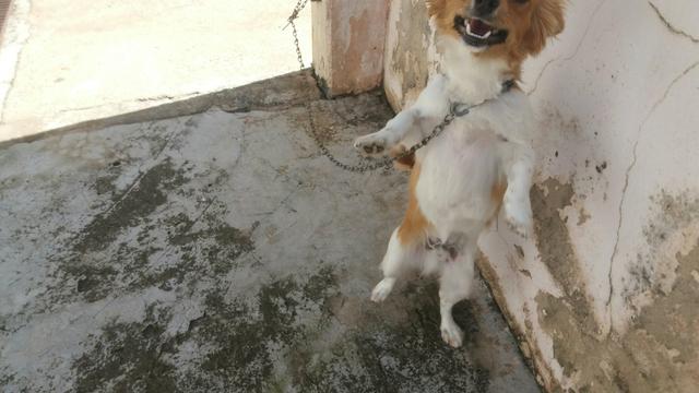 Chihuahua pelo longo macho - Foto 4