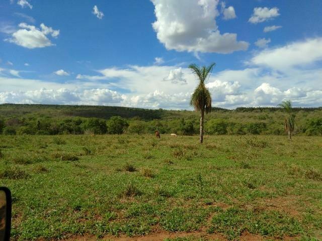 Vendo várias fazendas no estado Ms - Foto 3