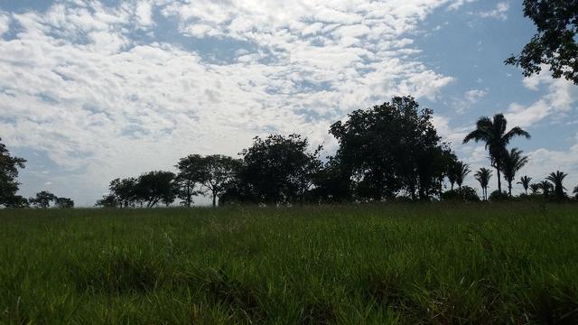 (Fazenda com 297ha em Mato Grosso) no município de Alto Paraguai(MT-409 KM35) - Foto 19