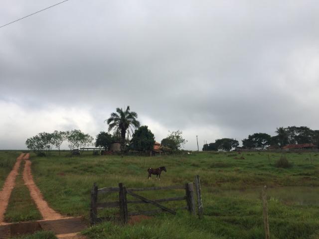 25 Alqueires-Avelinópolis Goiás-Próx. Goiânia-Excelente Preço R$ 150.000,00 o Alqueire - Foto 11
