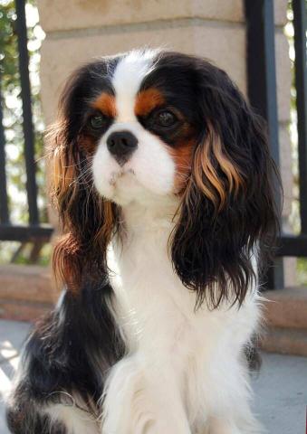 Filhotes de cavalier king Charles Spaniel, canil ps