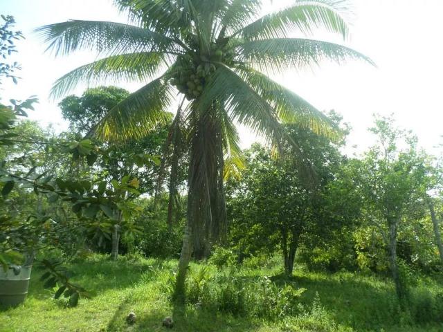 Fazenda no Litoral SUL da Bahia - Foto 5
