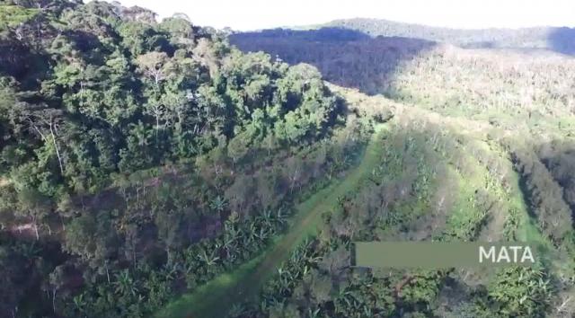Fazenda de Cacau, Látex e Mogno no Brasil - Cidade Ituberá-BA - Foto 15
