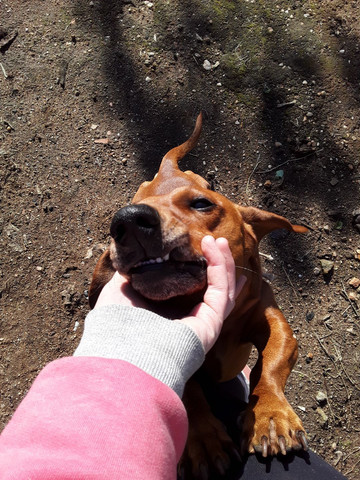 Meu doguinho tá procurando uma namorada - Foto 4