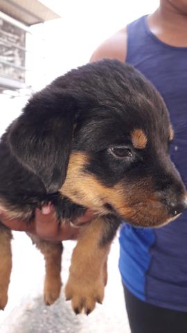 Rottweiler - Foto 5