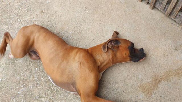 Boxer .Procuro namorada boxer - Foto 3