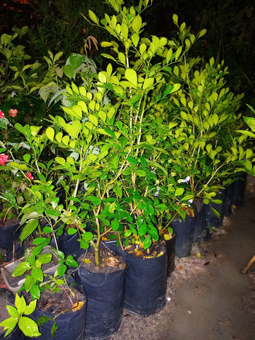 Jarros de ceramica alporquias de frutiferas e jasmim