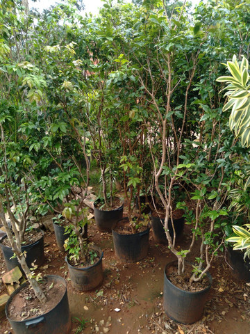 Mudas de jabuticaba e cocô anão 