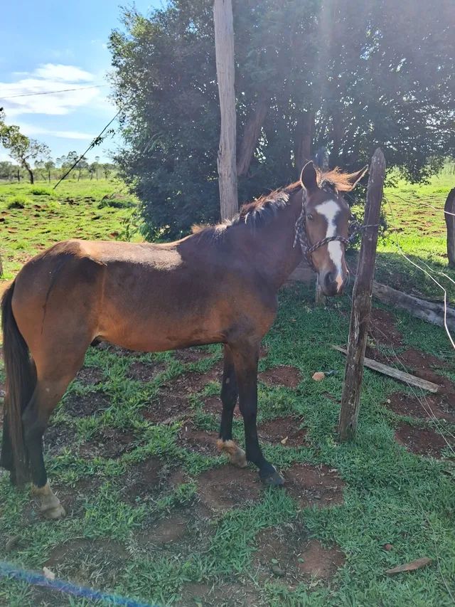 Traia de frente - Cavalos e acessórios - Vila Jayara, Anápolis