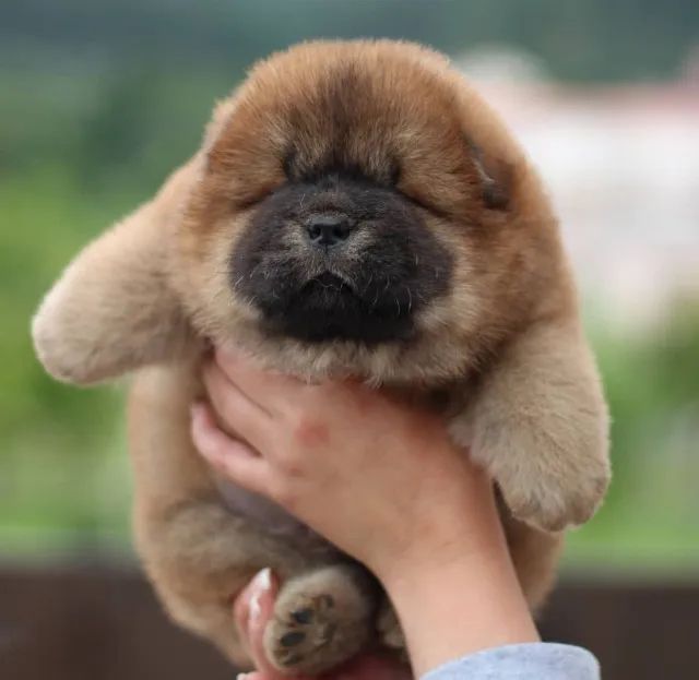 Chow Chow filhote disponível.