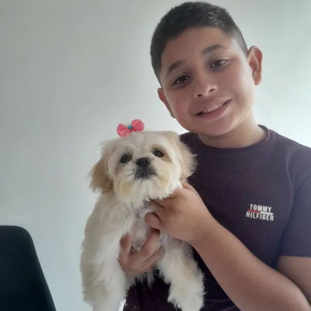 Cão Boy banho e tosa