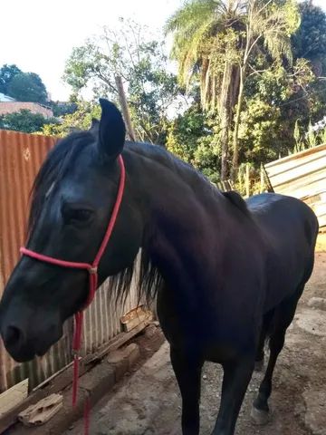 Vendo mangalarga marchador 
