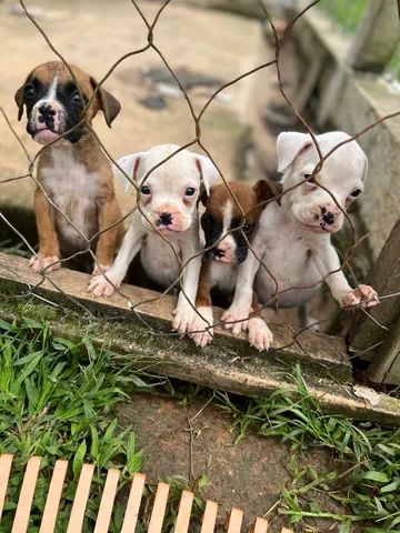 Filhotes de boxer 