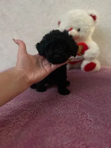 Poodle Toy filhotes a pronta entrega