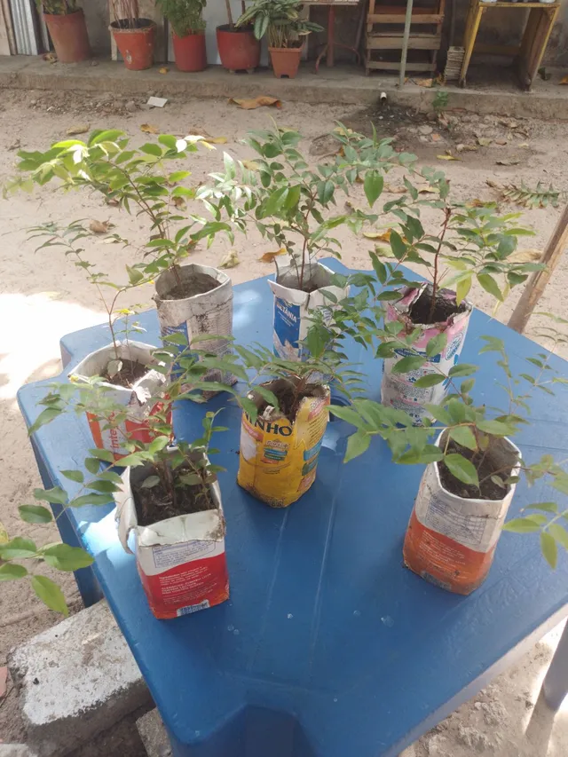 Kit Sementes De Manacá Da Serra Anão Para Mudas + Brinde