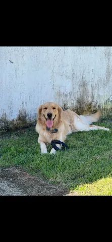 Filhotes Golden Retriever - Nascidos:23/11/23(macho E Fêmea) - Foto 2