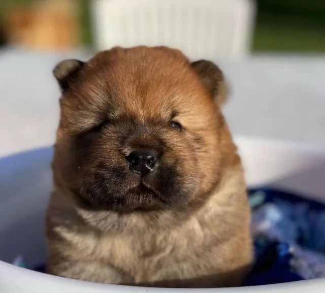 Chow Chow filhote disponível.