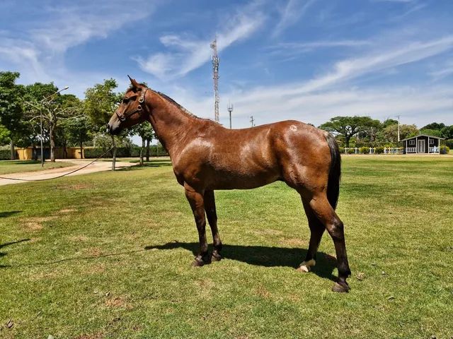 Cavalo – Marcelo Lopes de Lopes