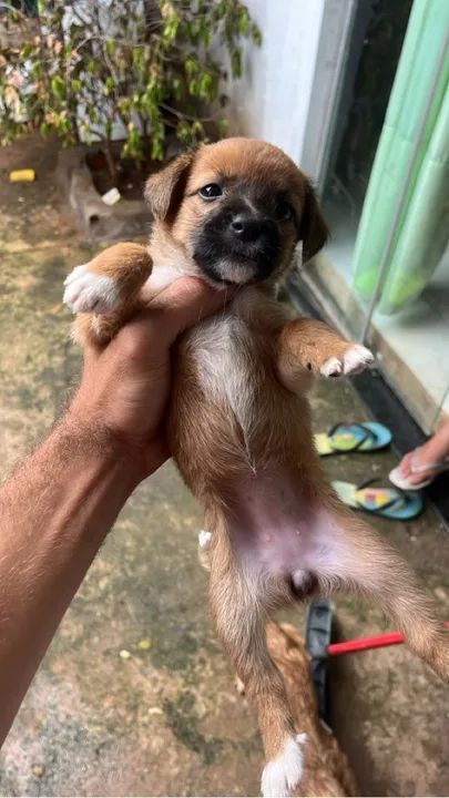 Doa se filhotes  - Foto 2