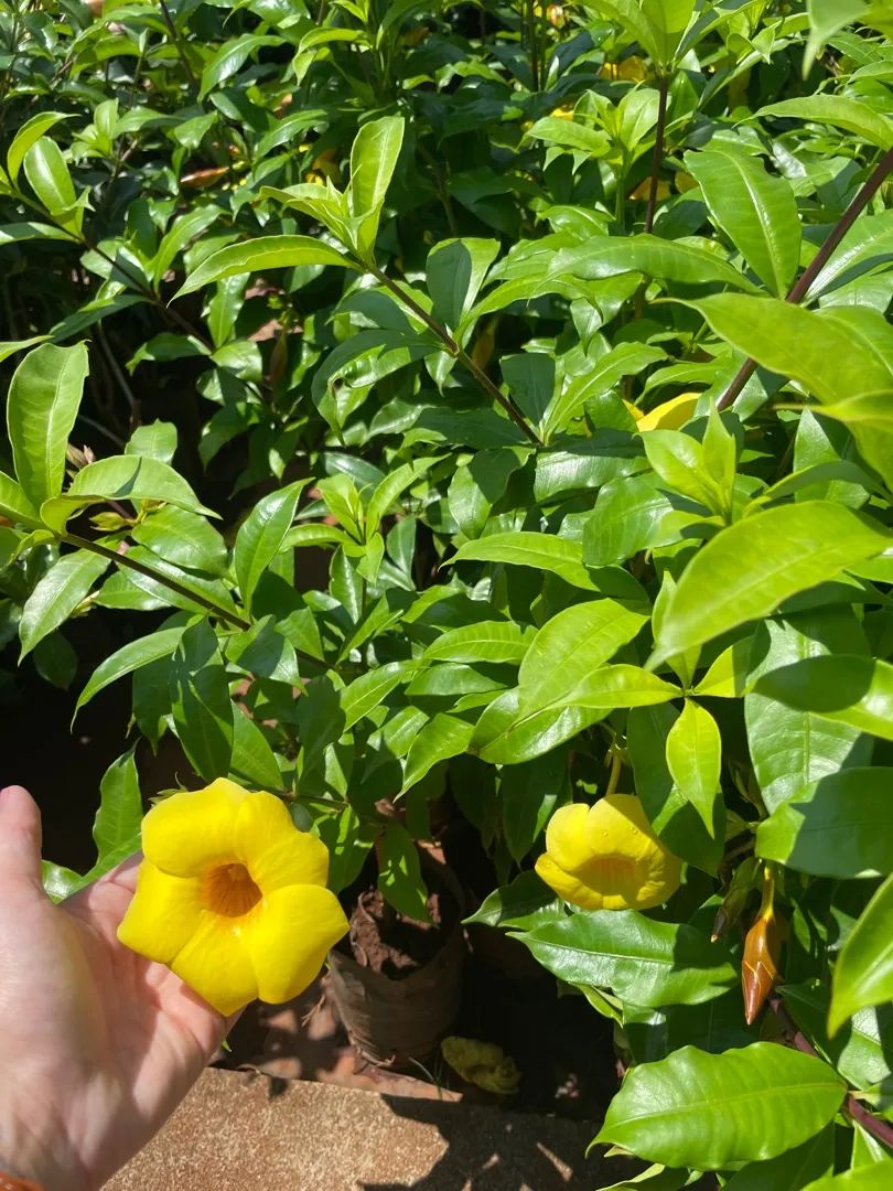 Mudas de Alamanda Amarela, Rosa e Roxa. Flores Lindas e Vibrantes! - Foto 2