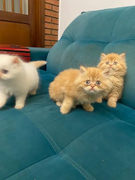 Persa maravilhosos pra vc! ENTREGAMOS  - Foto 6