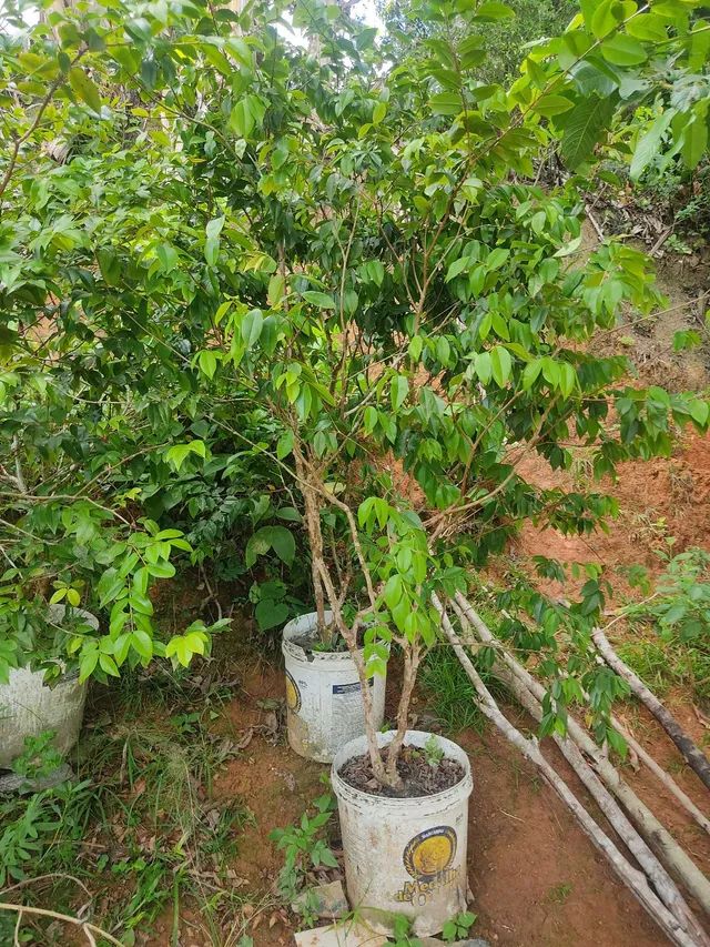 Pé de Jaboticaba  - Foto 3