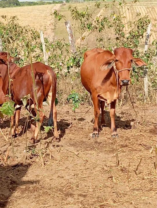 Vacas, novilhas e bezerros  - Foto 3