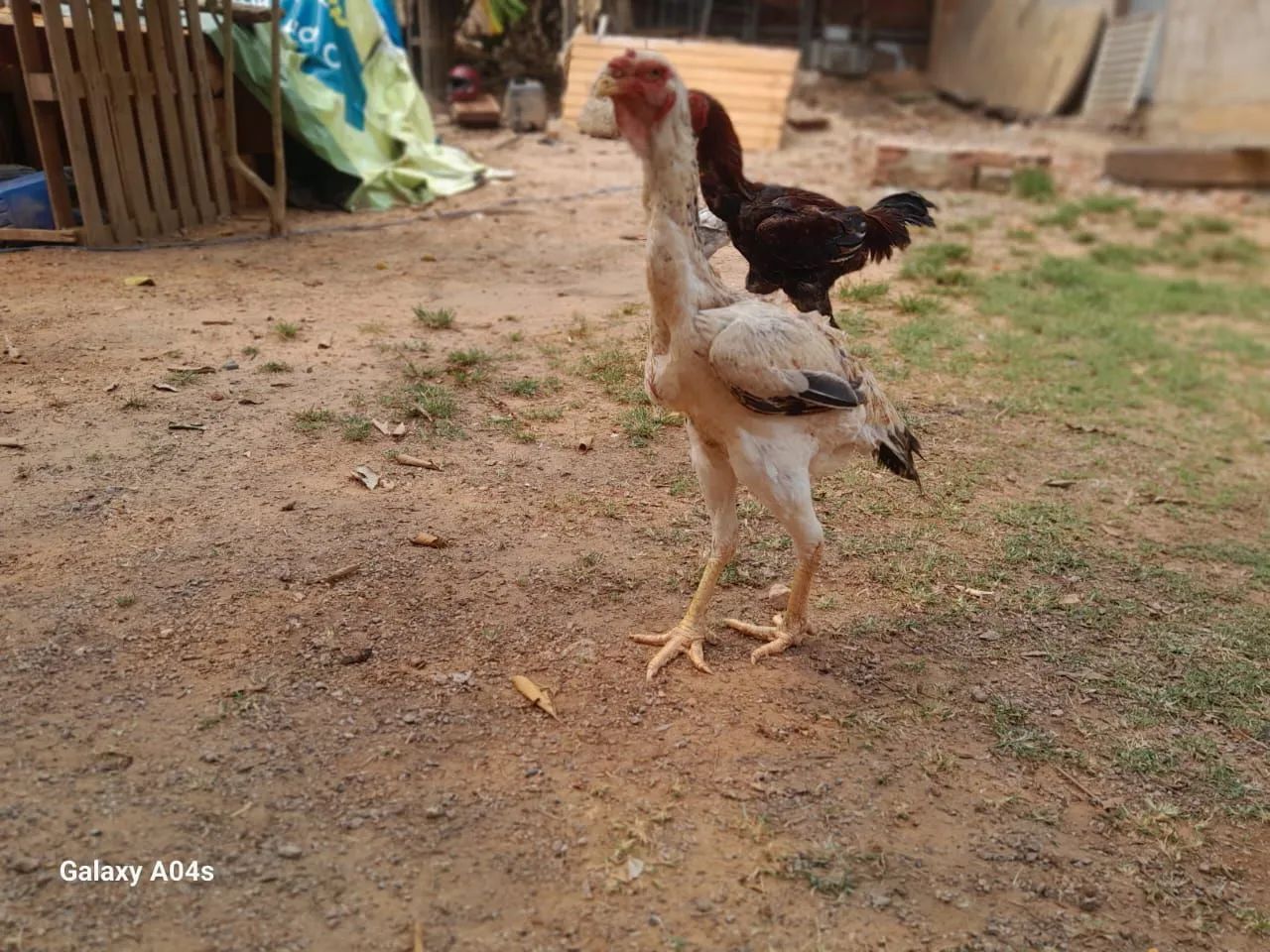 Galinhas Índio Gigante 